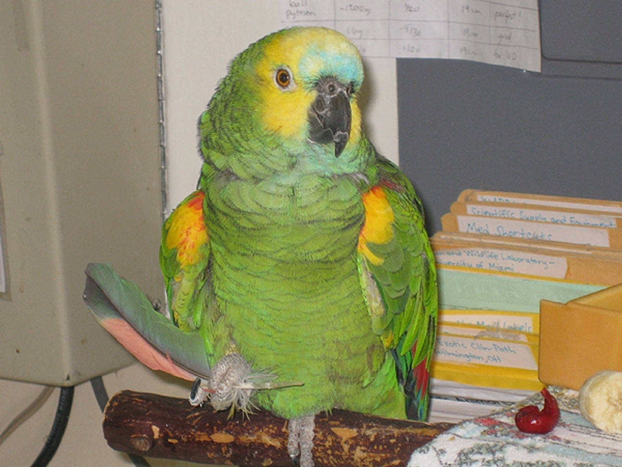 Charlie, the wise blue fronted Amazon Parrot